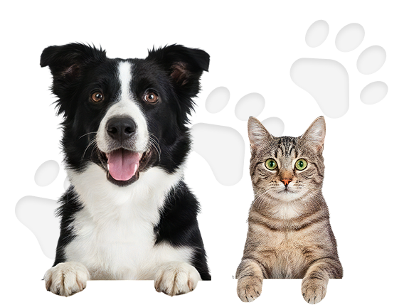 Cachorro Caramelo e gato