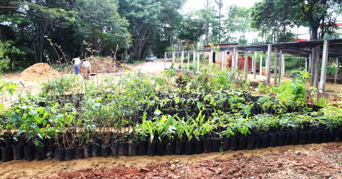 Iniciados os procedimentos para a reativação do viveiro de mudas